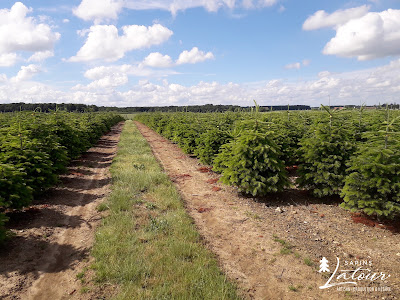 Sapins Latour à Bailleau-l'Évêque
