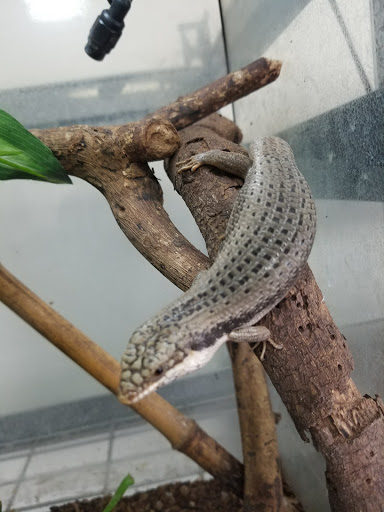 Reptile Store «MOC Reptiles», reviews and photos, 643 NE 125th St, North Miami, FL 33161, USA