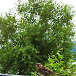 Photo n°4 de l'avis de Marco.c fait le 23/08/2021 à 12:02 sur le  Ristorante Casa Bella à Stresa