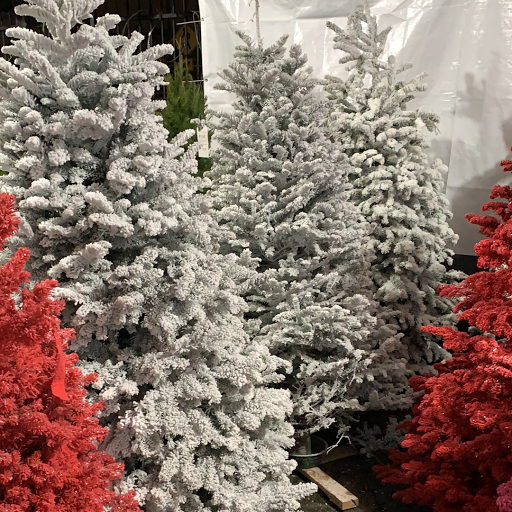 Perfect Blend Christmas Tree Lot