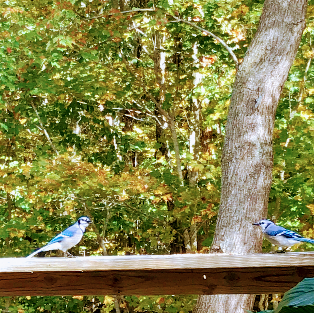 Denise Andreoli -Medium/Clairvoyant