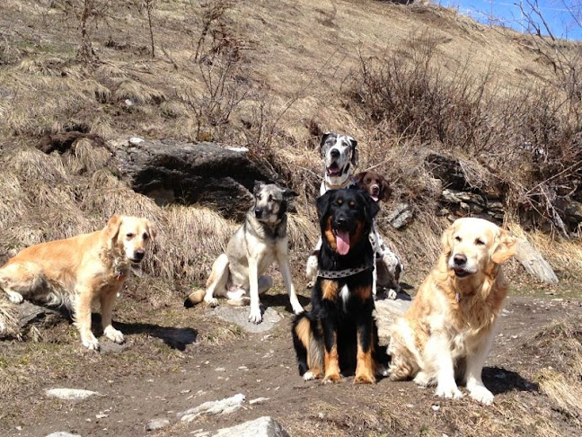 DogzRock Zermatt - Hundeschule