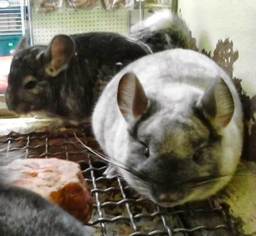 Pet Store «Pettin Place», reviews and photos, 1121 S Wells Ave, Reno, NV 89502, USA