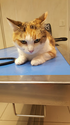 Clinique Vétérinaire Saint Bernard à Lille