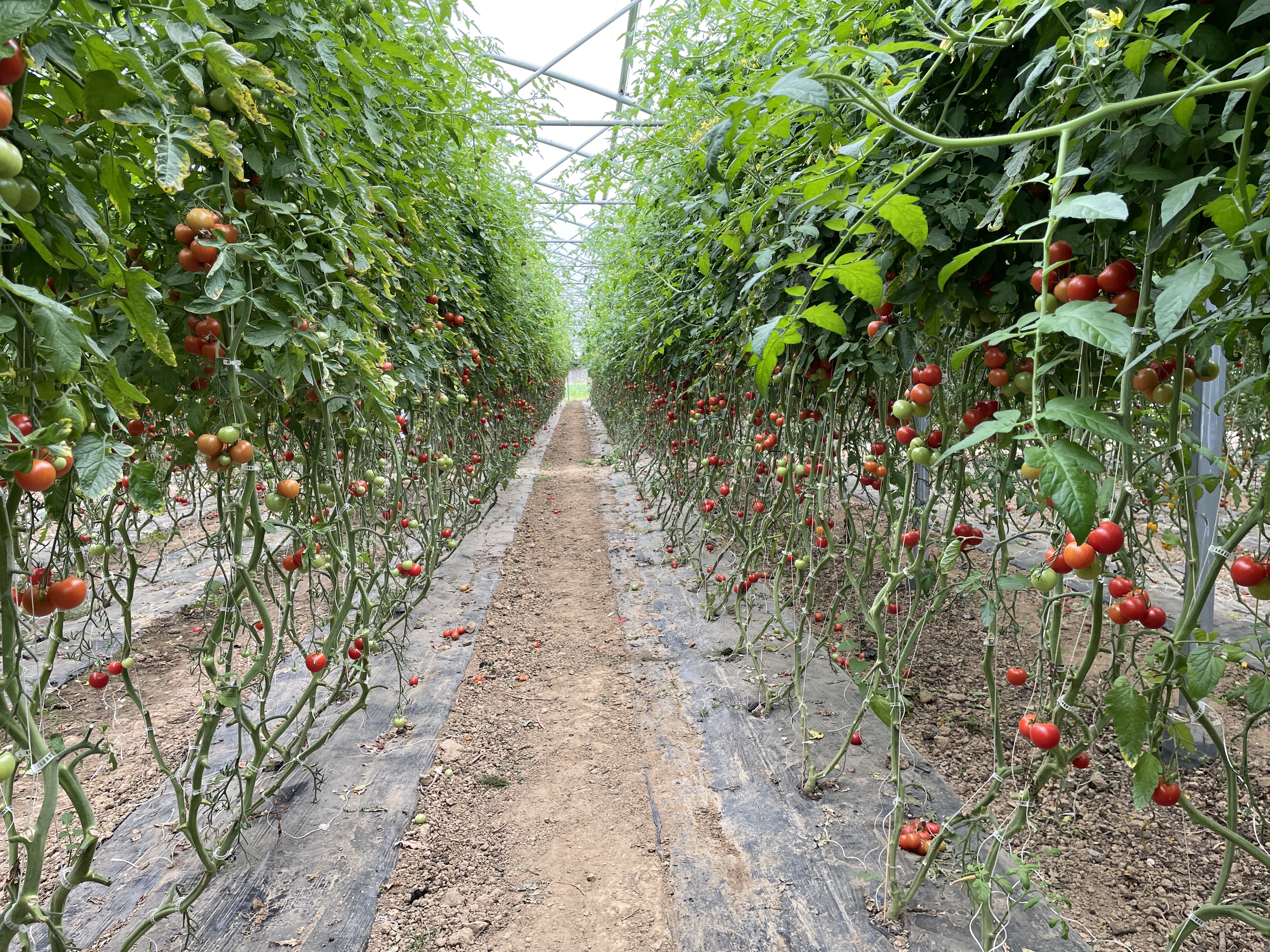 Photo n° 1 de l'avis de Bach.I fait le 14/08/2023 à 13:27