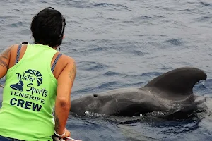 No.1 Whale and Dolphin Tour Tenerife image