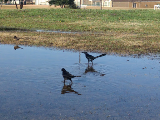 Park «Preston Meadow Park», reviews and photos, 4243 Lorimar Dr, Plano, TX 75093, USA