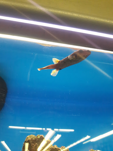 Pet Supply Store «Petco Animal Supplies», reviews and photos, 8909 Branch Ave d, Clinton, MD 20735, USA