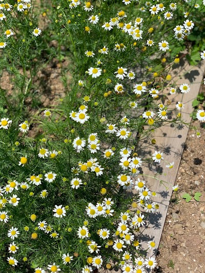 LihiTerra edible garden (リヒテラエディブルガーデン)