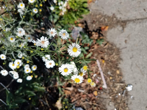 Park «Ceylon Park», reviews and photos, 105 Ceylon St, Boston, MA 02121, USA