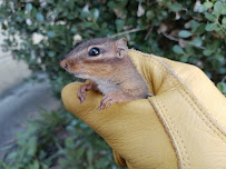 Trapstar Wildlife Solutions - Photo 3 - Car repair in , Atlanta