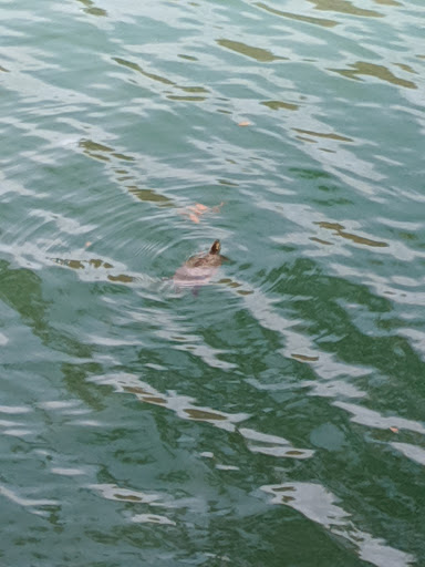 Tourist Attraction «Stonehenge II», reviews and photos, 120 Point Theatre Rd S, Ingram, TX 78025, USA