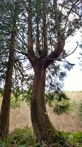 Forestry Service «Hopkins Demonstration Forest», reviews and photos, 16750 S Brockway Rd, Oregon City, OR 97045, USA