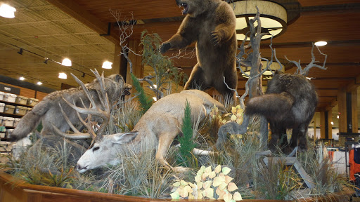 Outdoor Sports Store «Field & Stream», reviews and photos, 800 Brevard Rd #901, Asheville, NC 28806, USA