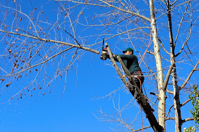 Élagage et abattage des arbres dans le Haut-Rhin à Issenheim
