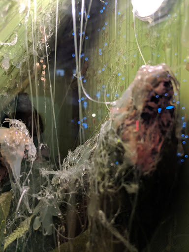 Art Gallery «The Freakybuttrue Peculiarium and Museum», reviews and photos, 2234 NW Thurman St, Portland, OR 97210, USA