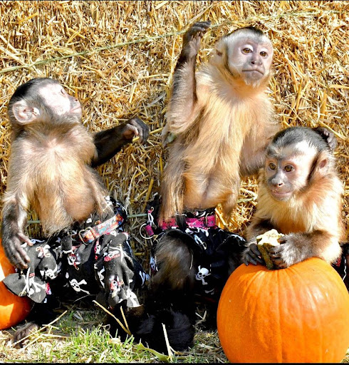 Capuchin Monkeys Home