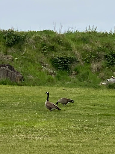 Coffee Shop «Chinook Coffee Co», reviews and photos, 719 US-101, Chinook, WA 98614, USA