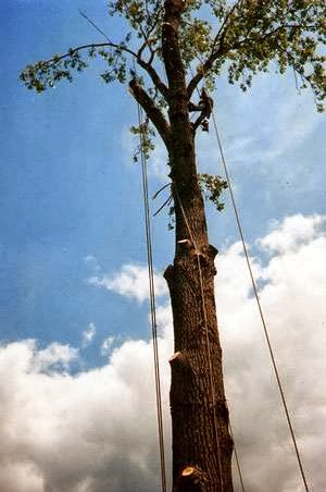 Arrow Tree & Stump Removal