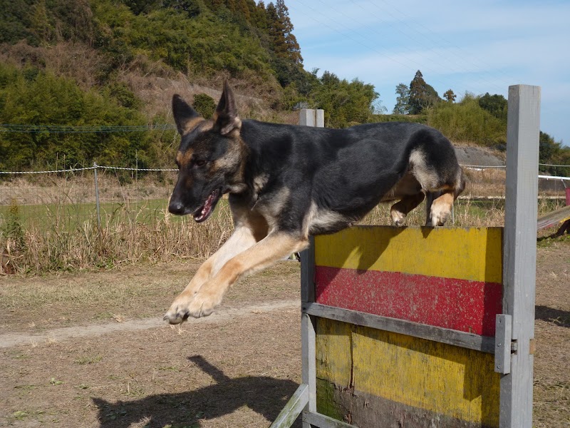 キジマ警察犬訓練所
