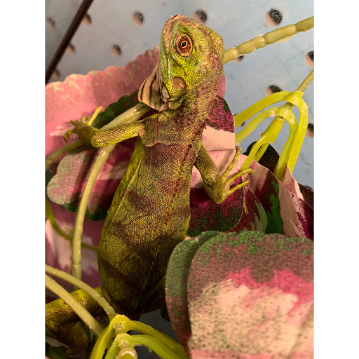 Pet Groomer «Animal Kingdom Grooming», reviews and photos, 339 S Santa Fe Ave, Pueblo, CO 81003, USA