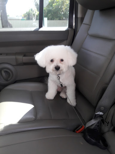 Pet Groomer «Mario`s Pet Grooming & Boutique», reviews and photos, 708 SE 17th St, Fort Lauderdale, FL 33316, USA