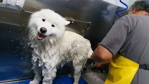 Pet Store «Dog Wash Etc», reviews and photos, 1037 Forest Ave, Portland, ME 04103, USA