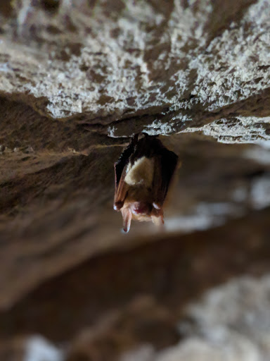 Tourist Attraction «Consolidated Gold Mine», reviews and photos, 185 Consolidated Gold Mine Rd, Dahlonega, GA 30533, USA