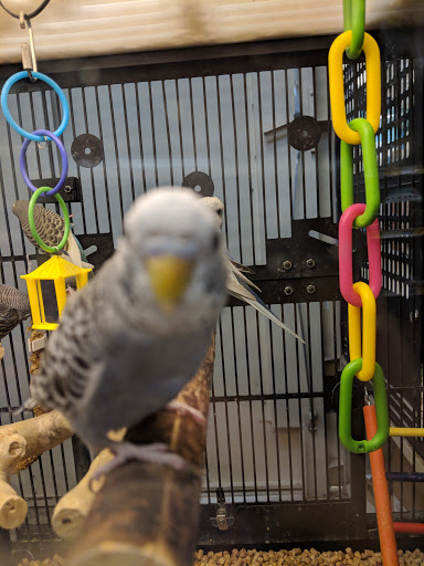 Pet Supply Store «Petco Animal Supplies», reviews and photos, 21178 E Ocotillo Rd, Queen Creek, AZ 85142, USA