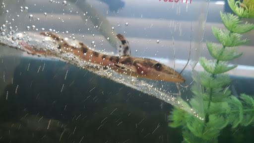 Pet Supply Store «Petco Animal Supplies», reviews and photos, 8164 Mall Pkwy, Lithonia, GA 30038, USA