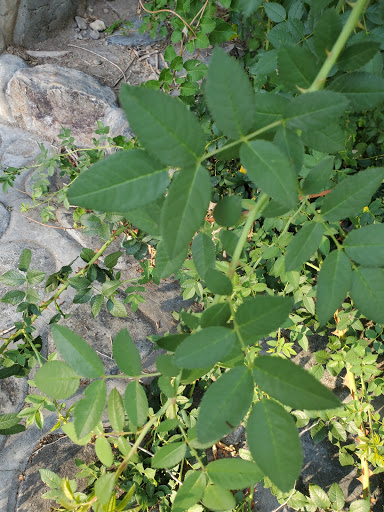 Amphitheater «American Fork Amphitheater», reviews and photos