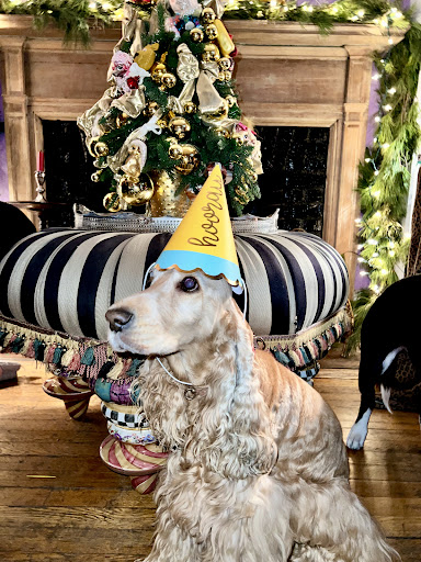 Pet Store «District Dog - A General Store for Pets», reviews and photos, 142 Driggs Ave, Brooklyn, NY 11222, USA