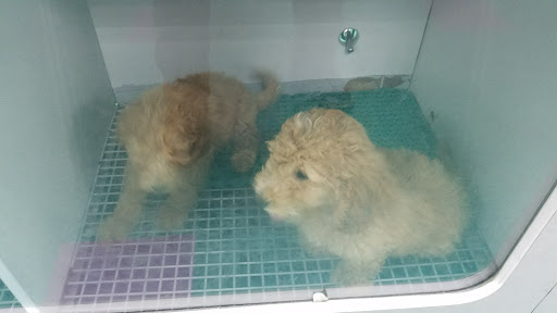 Pet Store «Petland Fairfax», reviews and photos, 9404 Main Street, Fairfax, VA 22031, USA