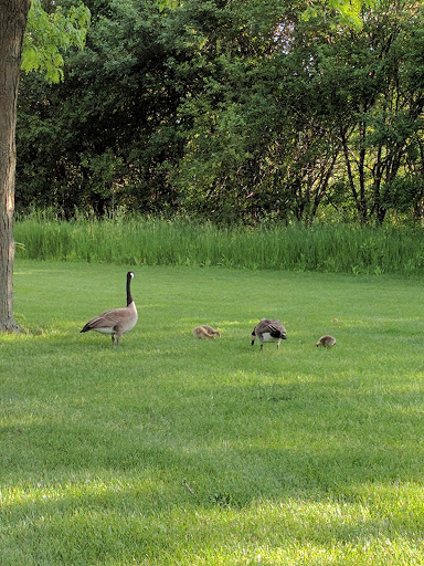 Public Golf Course «Countryside Golf Club», reviews and photos, 20800 W Hawley St, Mundelein, IL 60060, USA