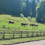 Photo n°20 de l'avis de Sara.r fait le 17/08/2023 à 16:53 sur le  Malga Brigolina à Trento