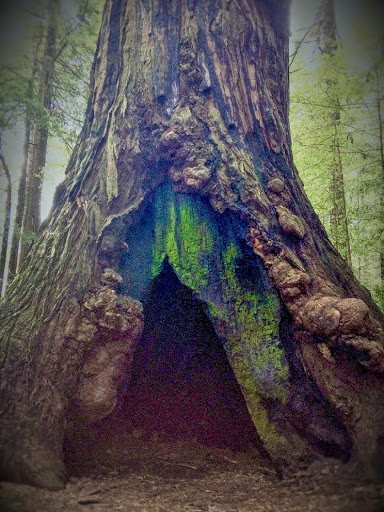 Nature Preserve «LandPaths Grove of Old Trees», reviews and photos, 17599 Fitzpatrick Ln, Occidental, CA 95465, USA