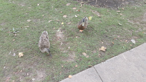 Performing Arts Theater «The Peace Center», reviews and photos, 101 W Broad St, Greenville, SC 29601, USA