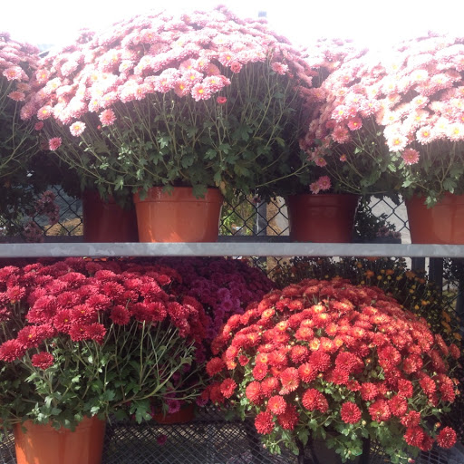 Garden Center «Westminster Nursery & Florist», reviews and photos, 30 Westminster Rd, West Hempstead, NY 11552, USA