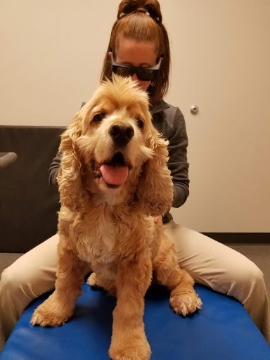 Five Elements Veterinary Alternatives veterinary clinic