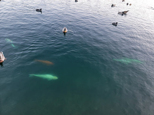 Shopping Mall «Shops At Dos Lagos», reviews and photos, 2780 Cabot Dr #140, Corona, CA 92883, USA