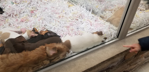 Pet Store «The Puppy Store», reviews and photos, 1163 Merrick Ave, Merrick, NY 11566, USA