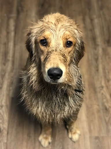 Pet Supply Store «PetSmart», reviews and photos, 2017 N Prospect Ave, Champaign, IL 61822, USA