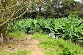 Finca Biodinámica La Rochi - Cataleia