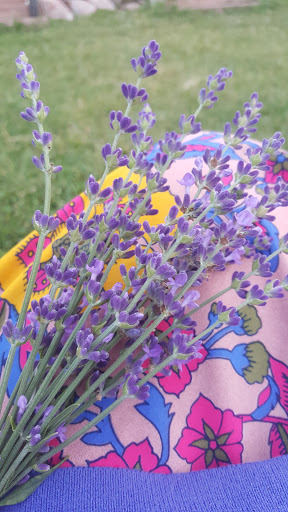 Tourist Attraction «Moonstone Lavender Gardens», reviews and photos, 1449 240th Ave, Thurman, IA 51654, USA