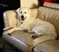 Furry Tails & Scales Petsitting and Exotic Rescue - Photo 4 - Car repair in Hawkins, TX, Tyler