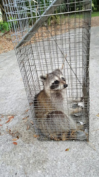 Termite Lawn And Pest, Inc - Photo 3 - Car repair in Orlando, FL, Orlando