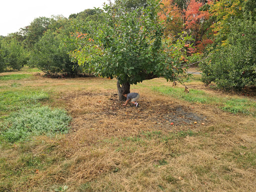 Orchard «George Hill Orchards», reviews and photos, 582 George Hill Rd, South Lancaster, MA 01561, USA