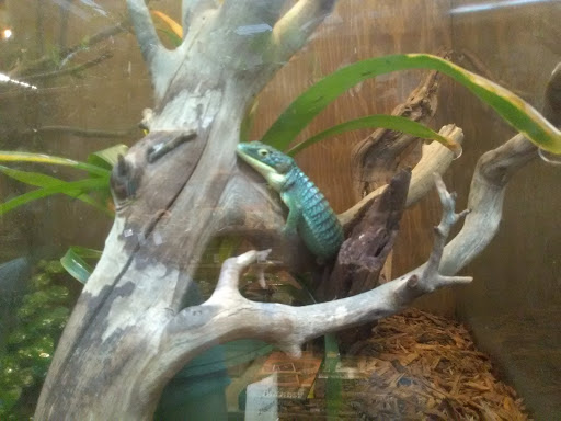 Pet Store «Lost Realms Pets», reviews and photos, 8059 N Cedar Ave, Fresno, CA 93720, USA