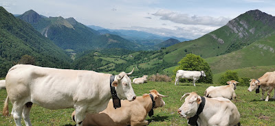 GAEC Camou-Juncas à Escot