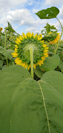Tourist Attraction «Sunflower Maze», reviews and photos, South St, Middlefield, CT 06455, USA